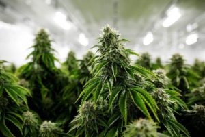 Marijuana Médicale, Cannabis En Ligne